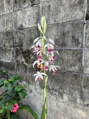 カクチョウラン