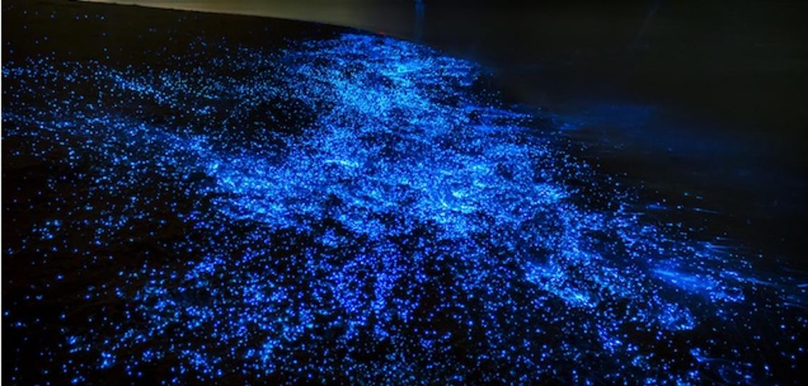 夜光虫