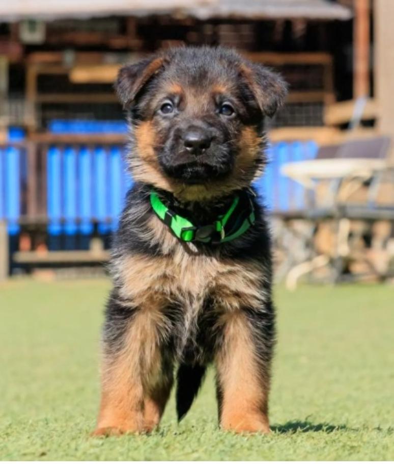 子犬