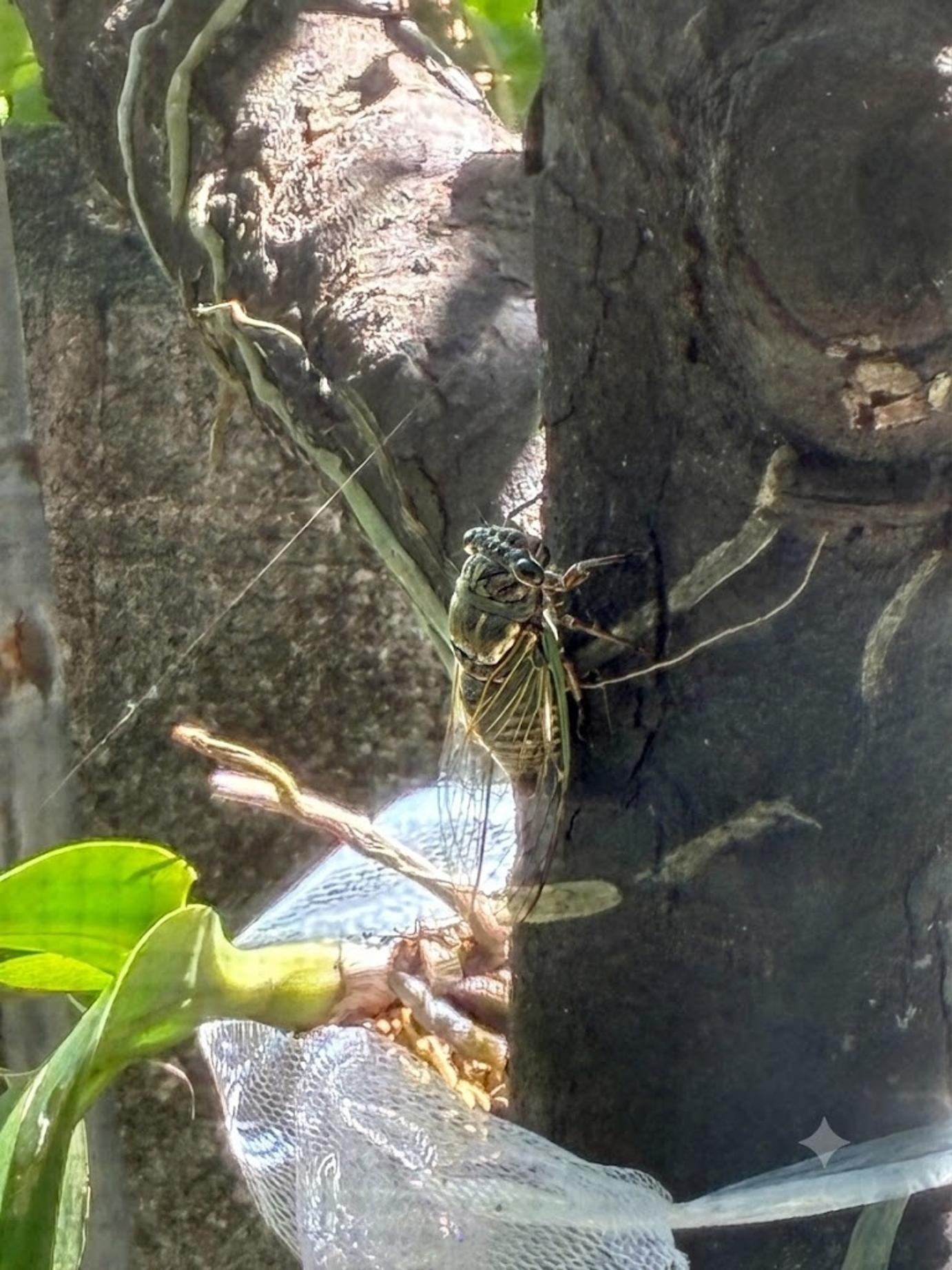 ジェミニ