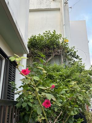 夏の話
