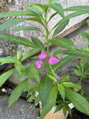 鳳仙花