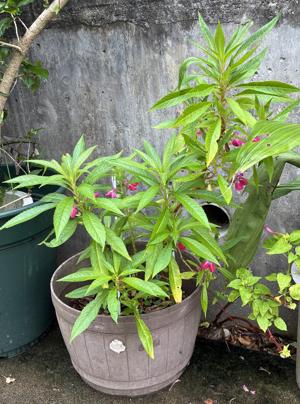 鳳仙花２