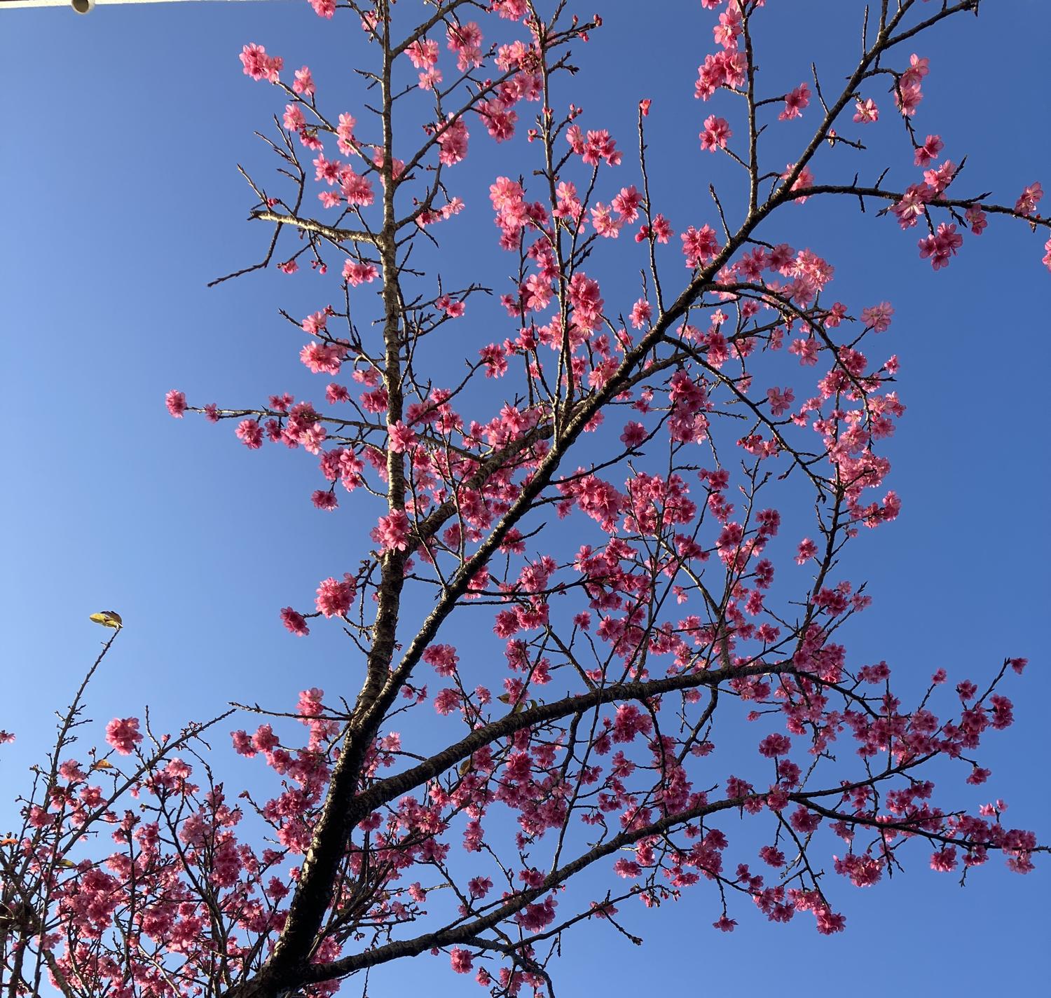 一昨日、晴れた日の桜