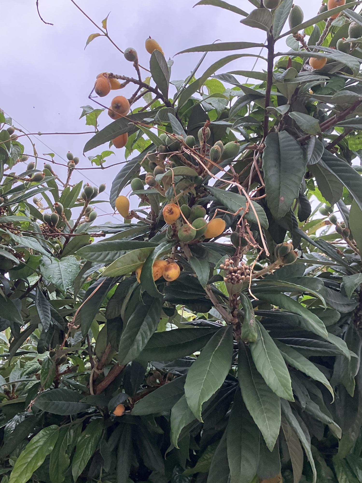 ビワ（枇杷）の実