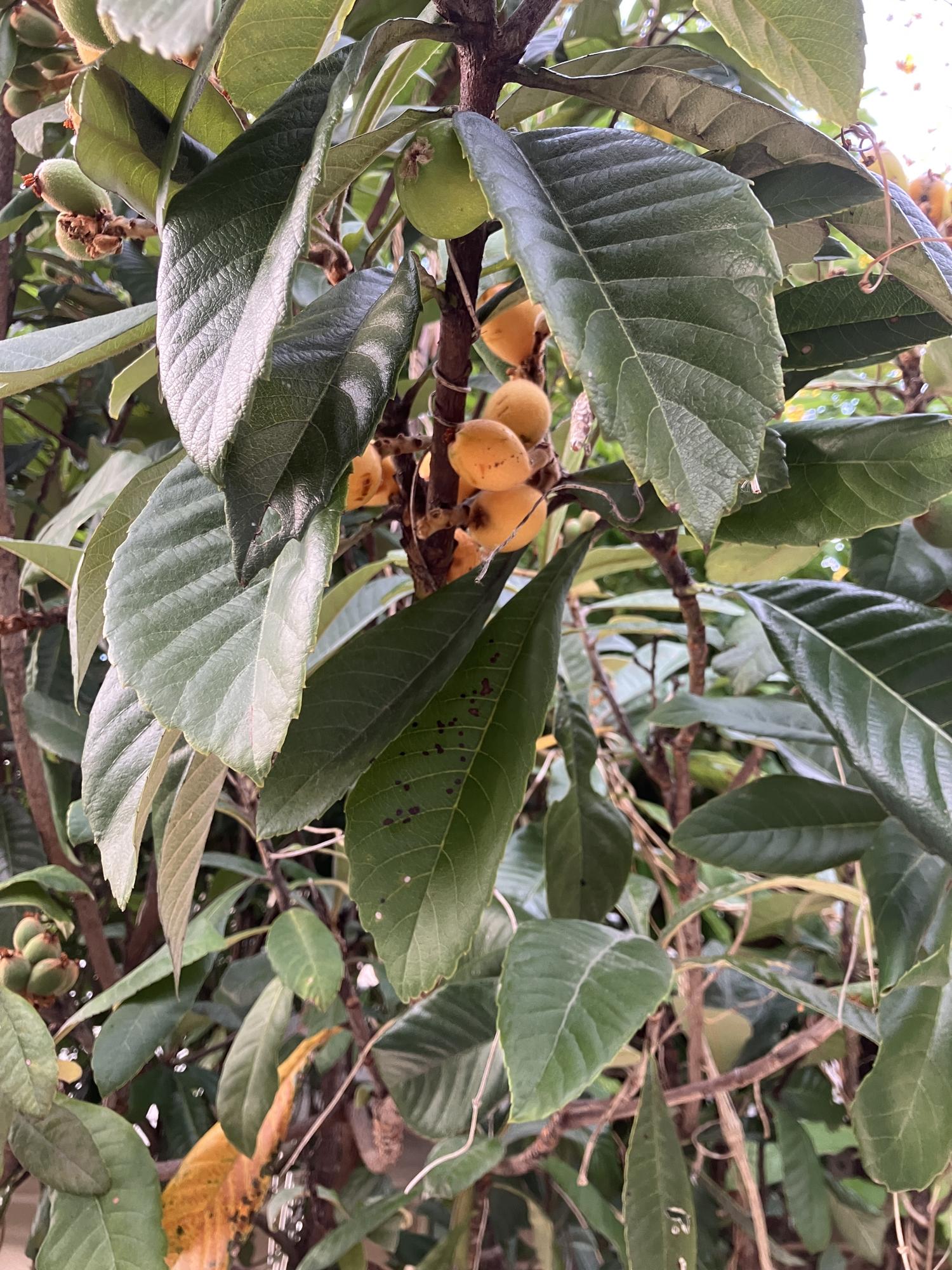 熟れたびわの実