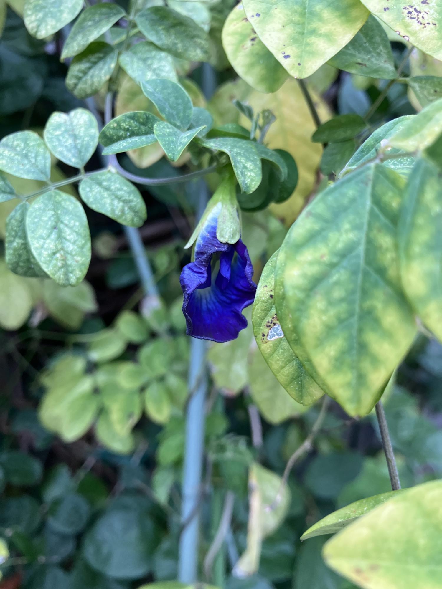今年初のバタフライピーの花