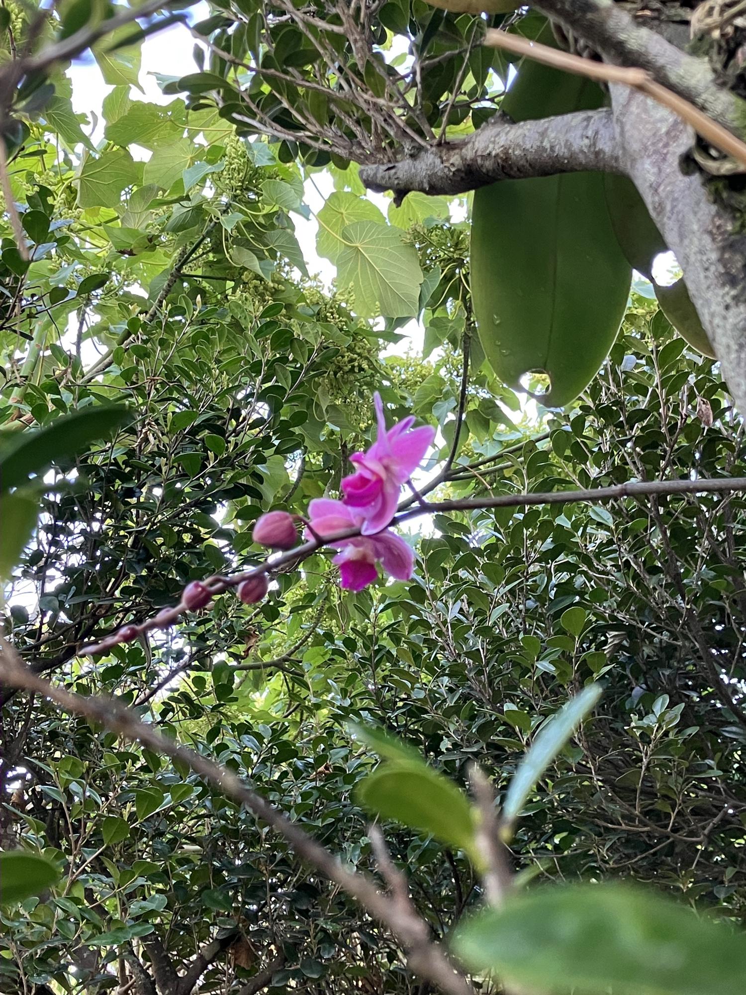黒木に着生した蘭の花