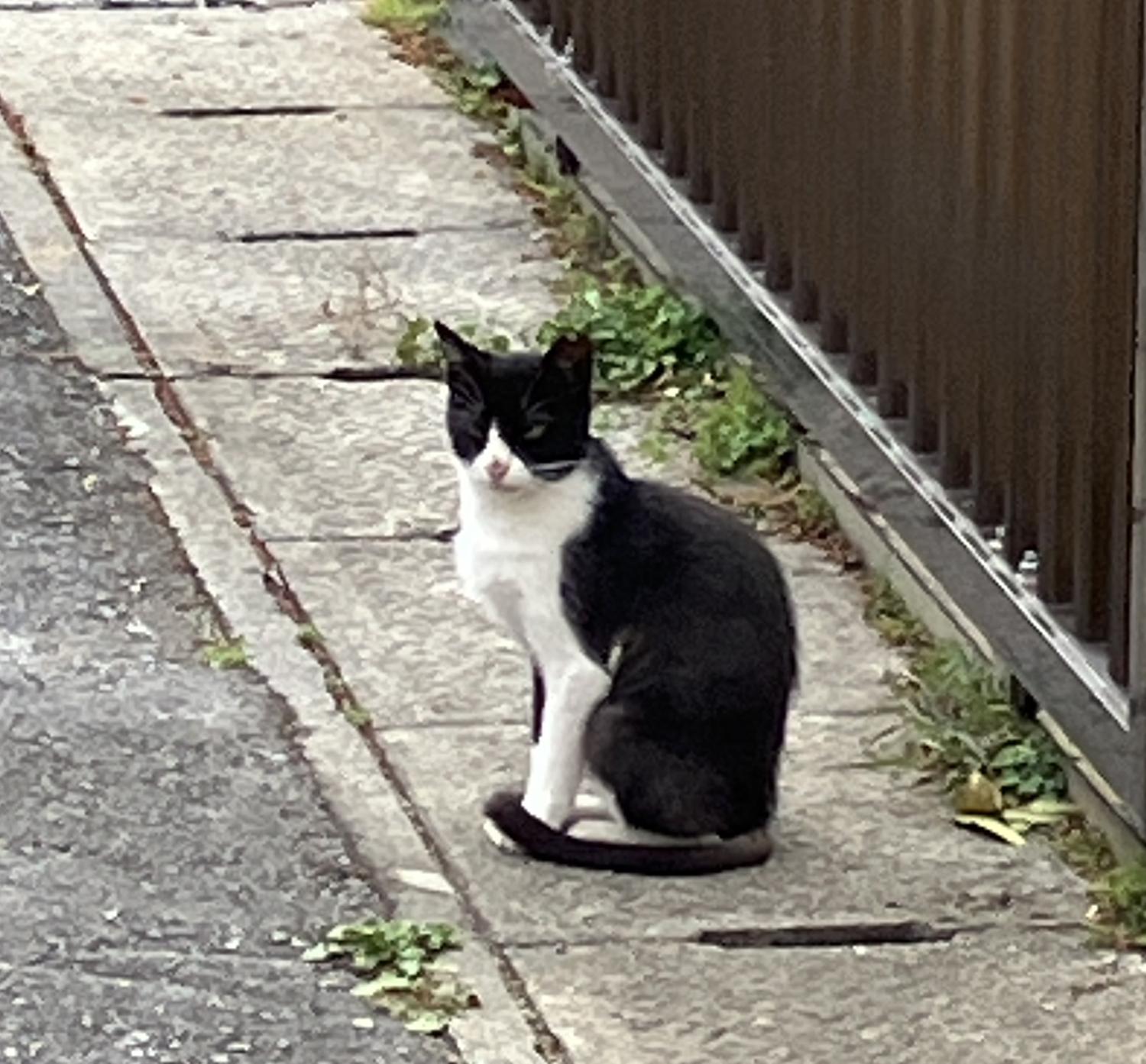 耳先をカットしたメス猫