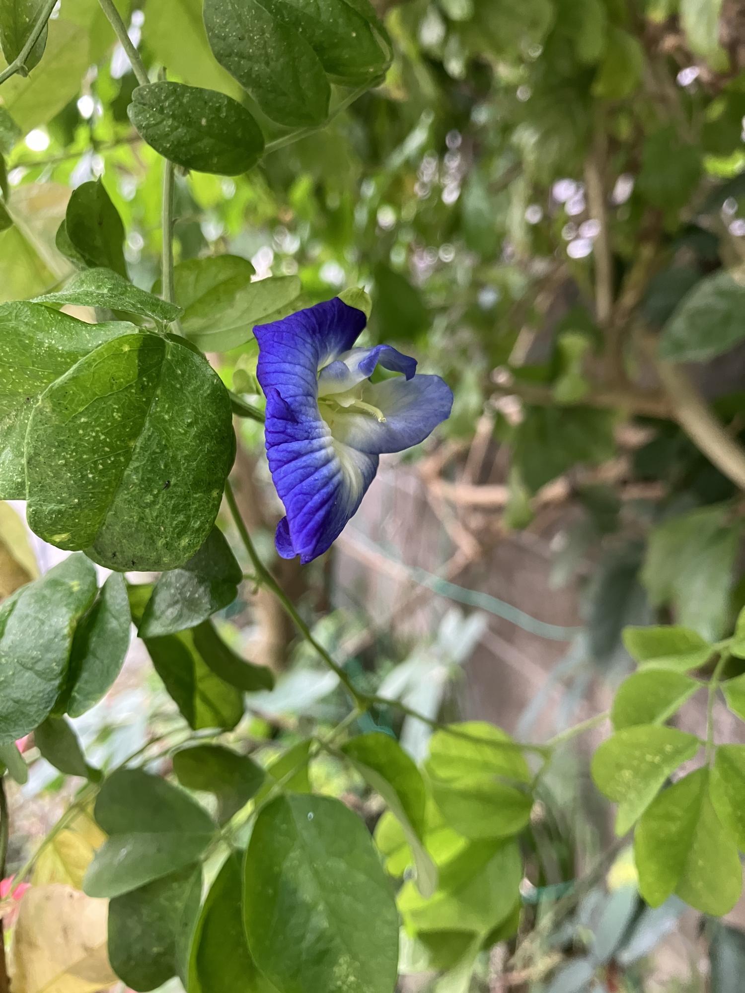 蝶豆今年２回目の花