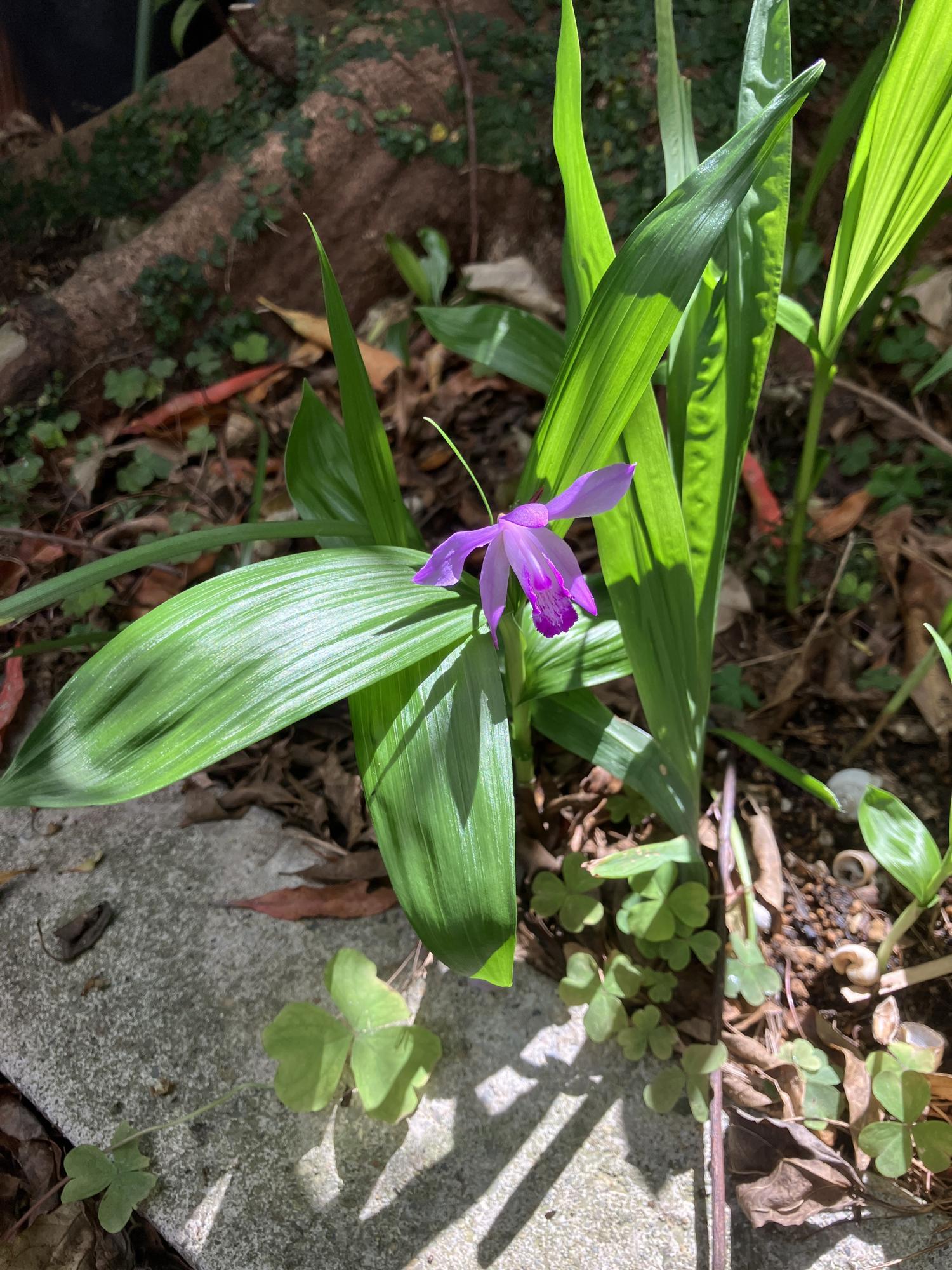 ホルトの木の根元にある紫蘭