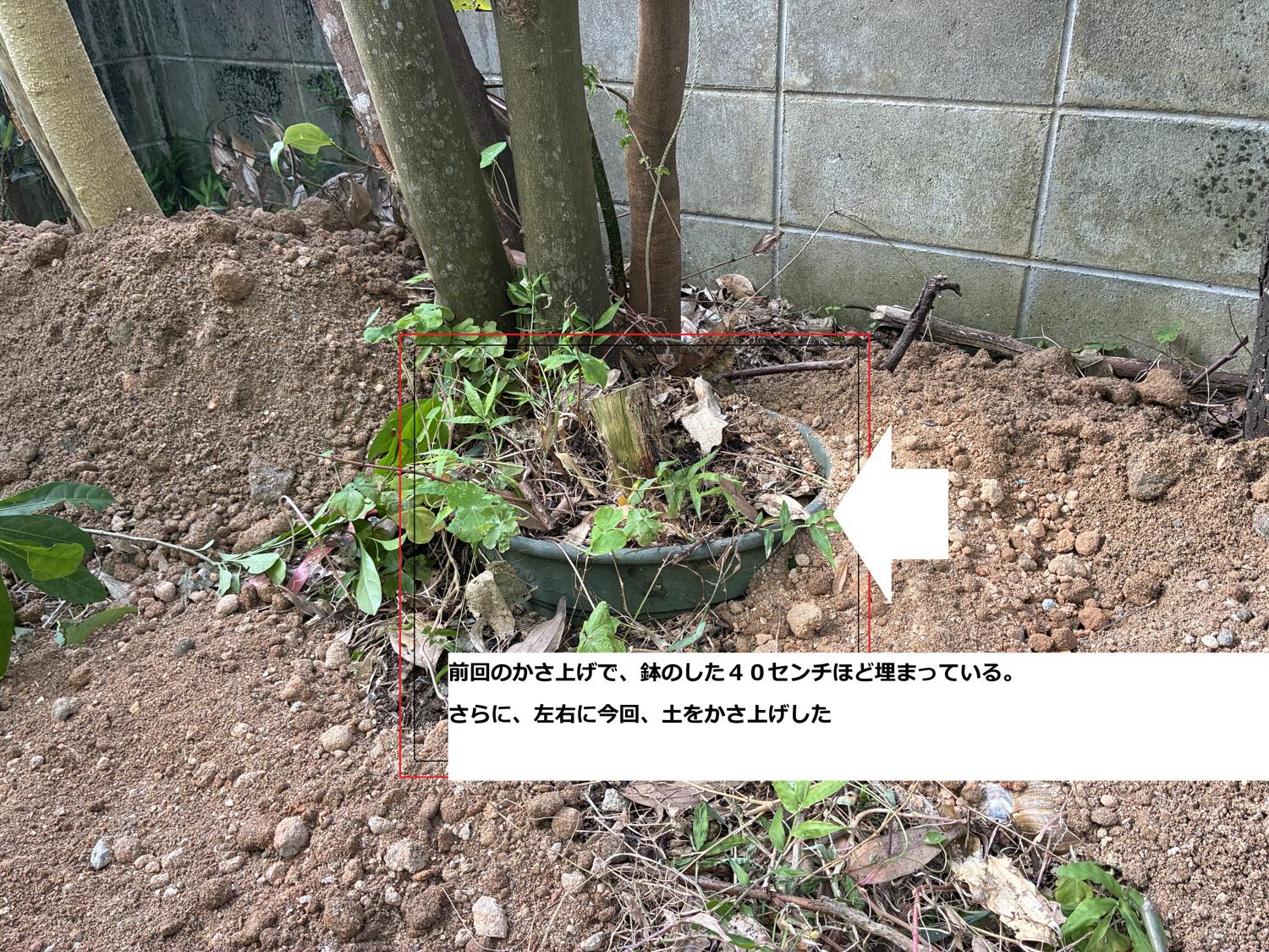 前回のかさ上げで鉢が４０センチ程、埋まっている